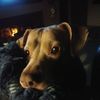 nutmeg12
